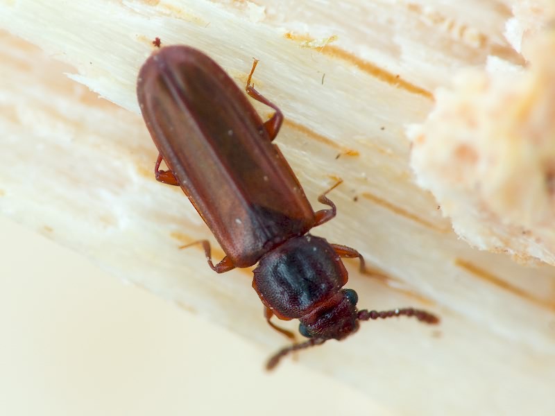 Pediacus dermestoides (Fabricius, 1792)